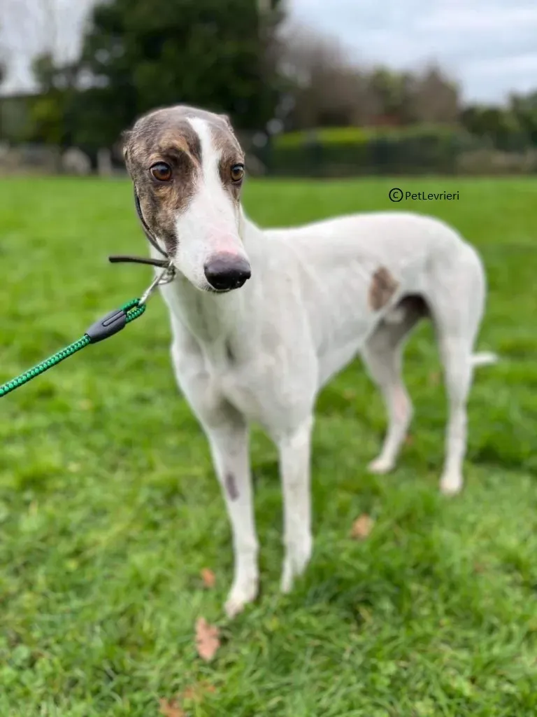 Dan adozione levriero greyhound3
