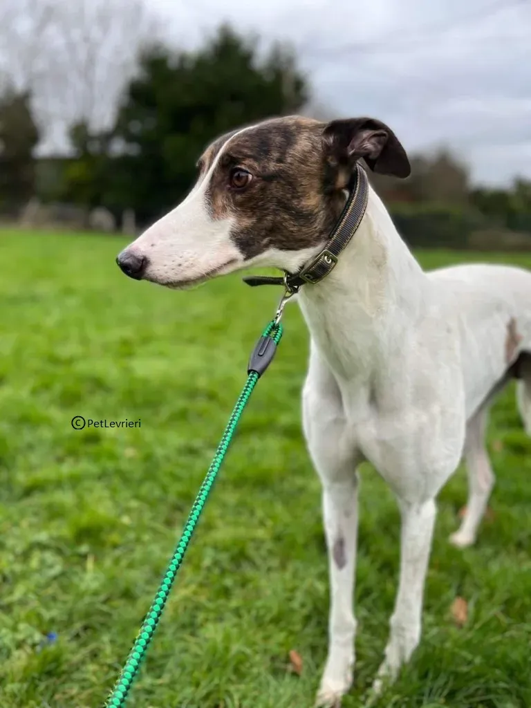 Dan adozione levriero greyhound4
