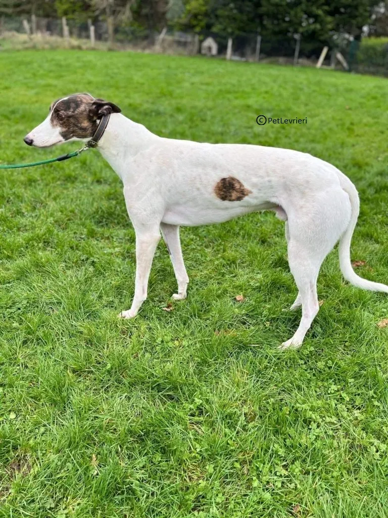 Dan adozione levriero greyhound5