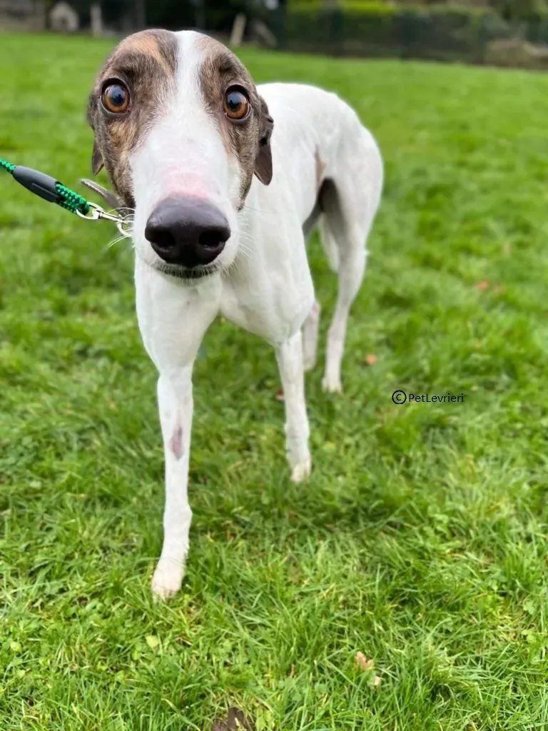 Dan adozione levriero greyhound6