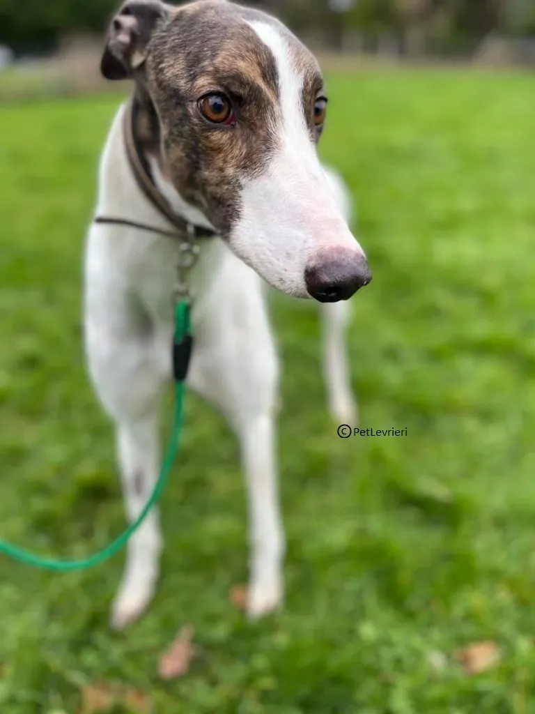 Dan adozione levriero greyhound7