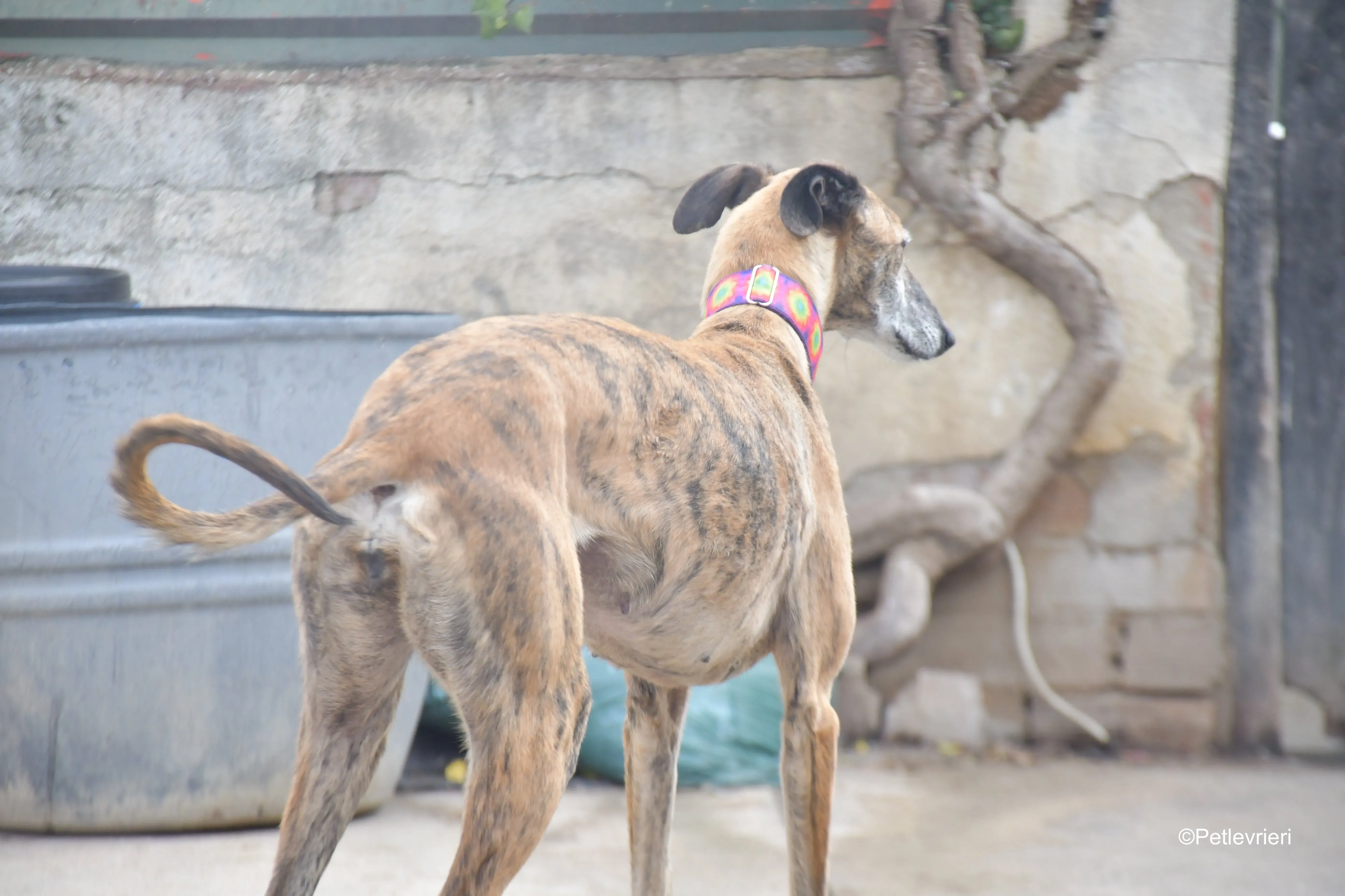 Danielle adozione lerieri galgo 1