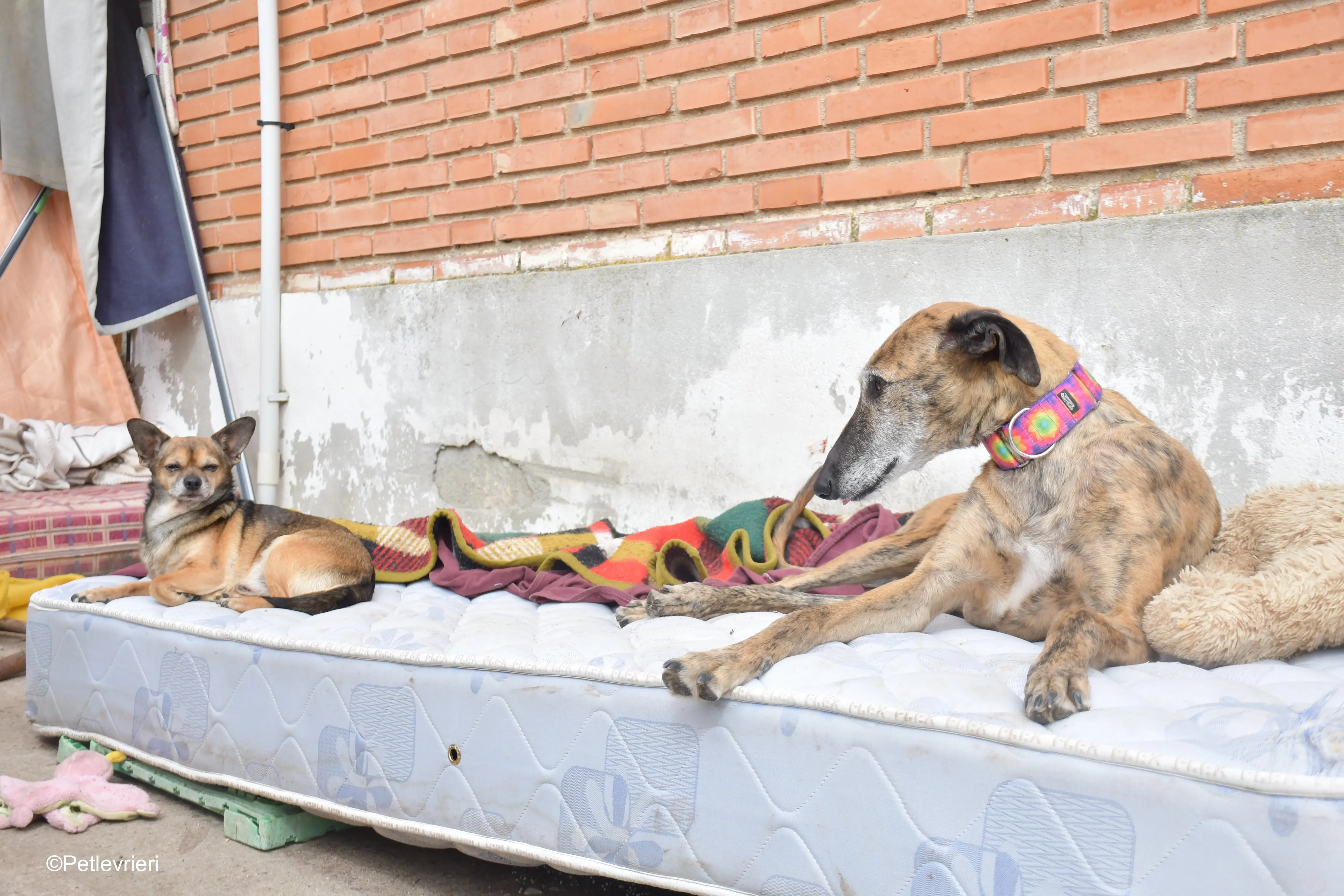 Danielle adozione lerieri galgo 10