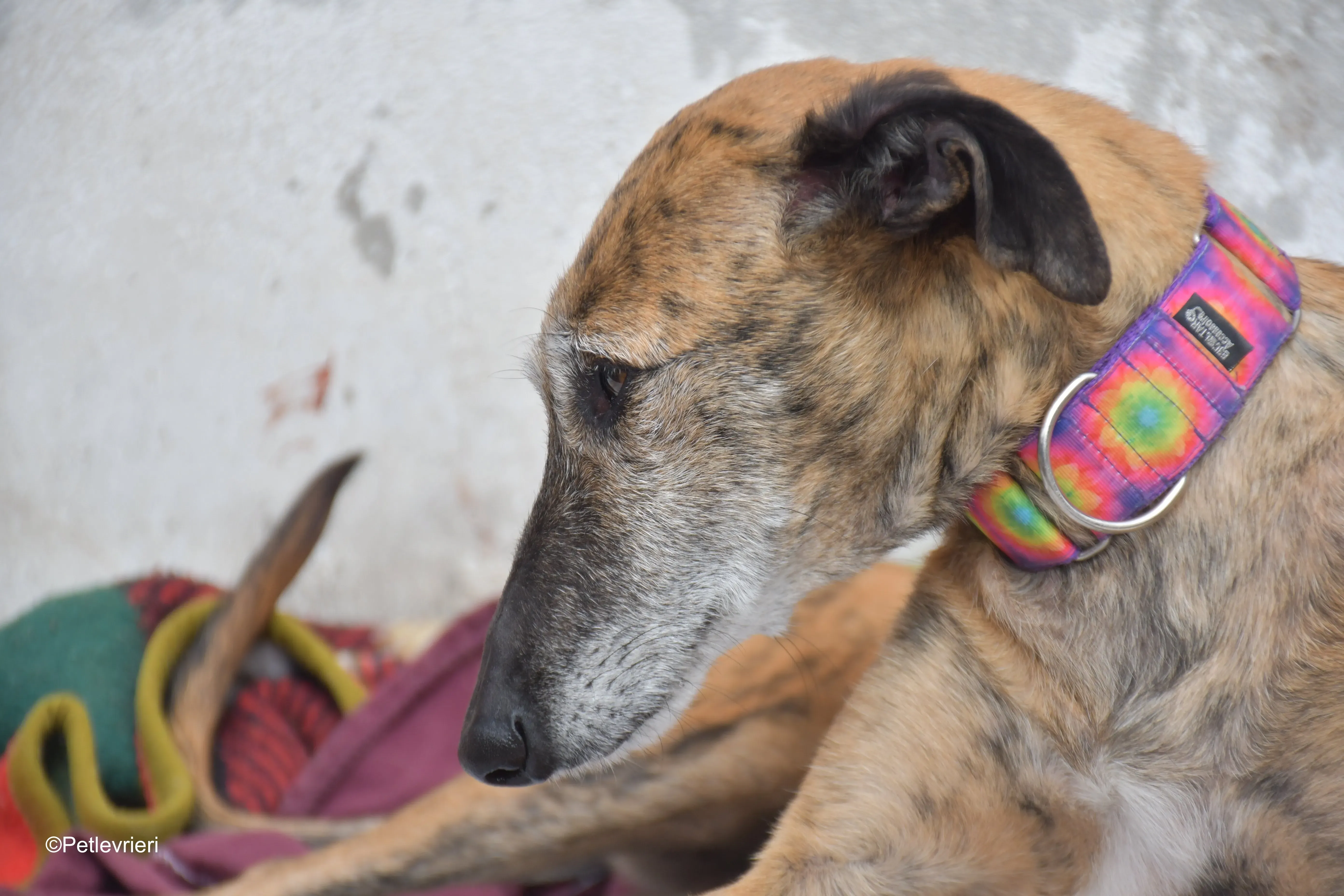 Danielle adozione lerieri galgo 11