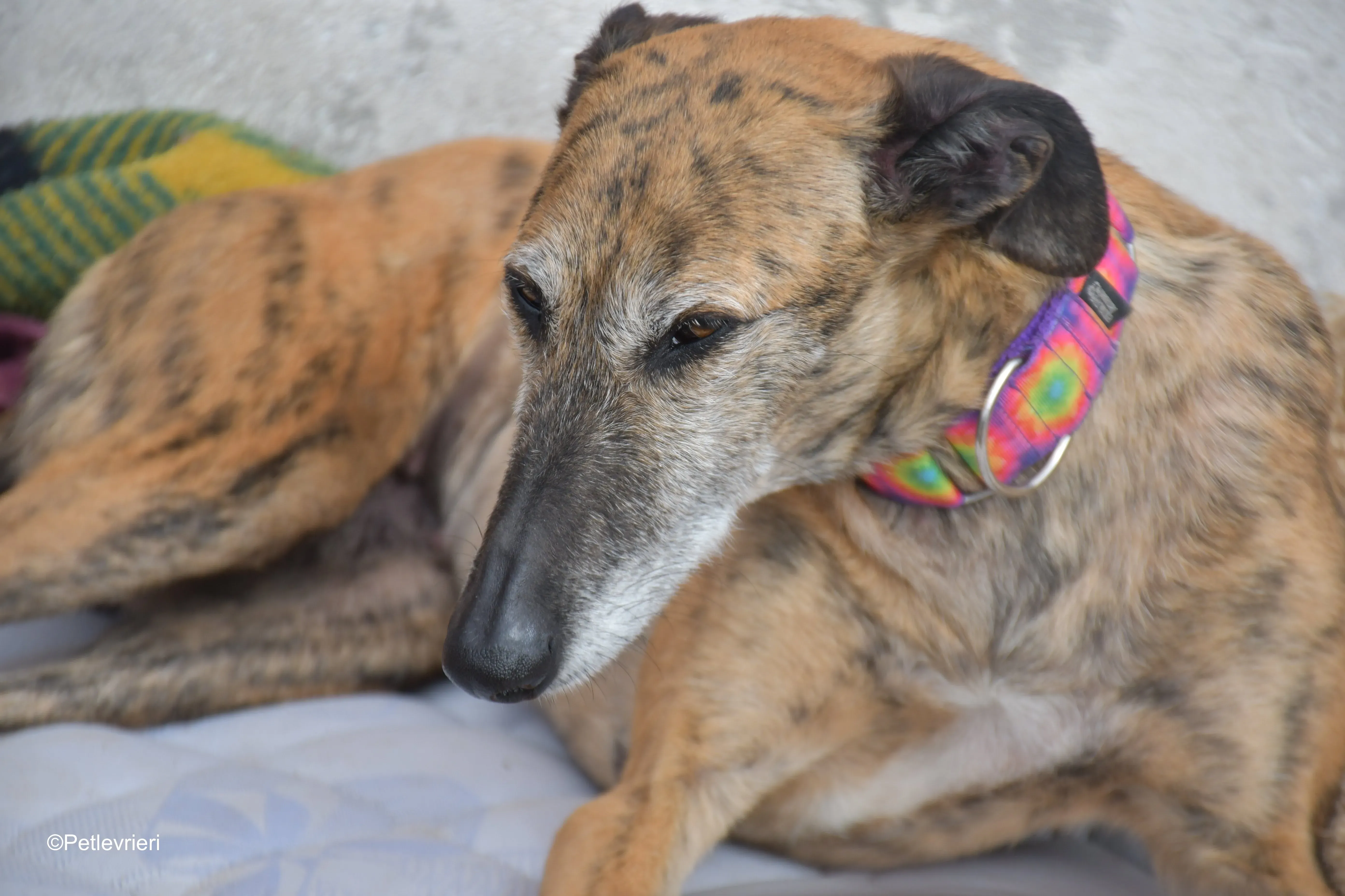 Danielle adozione lerieri galgo 12