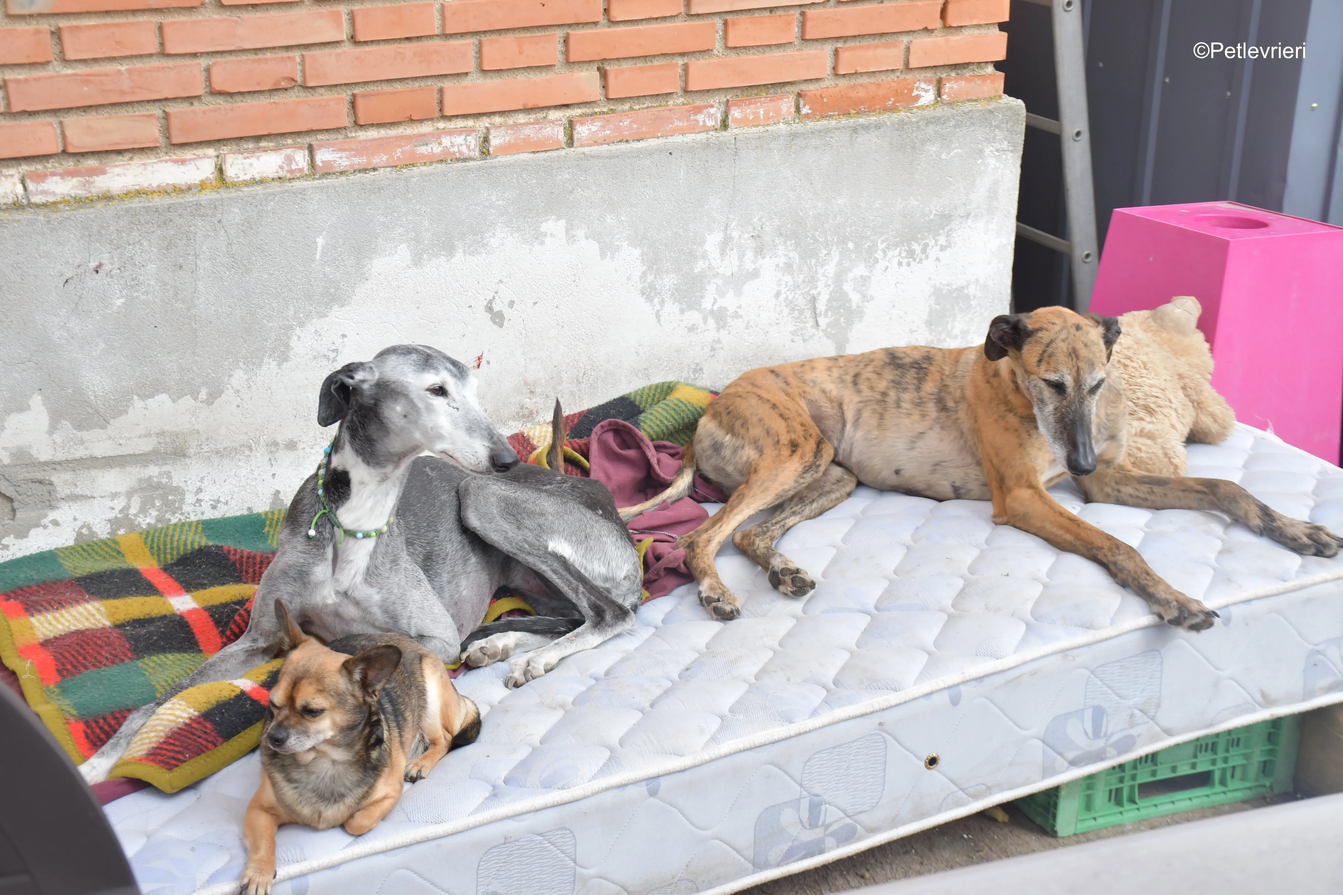 Danielle adozione lerieri galgo 13