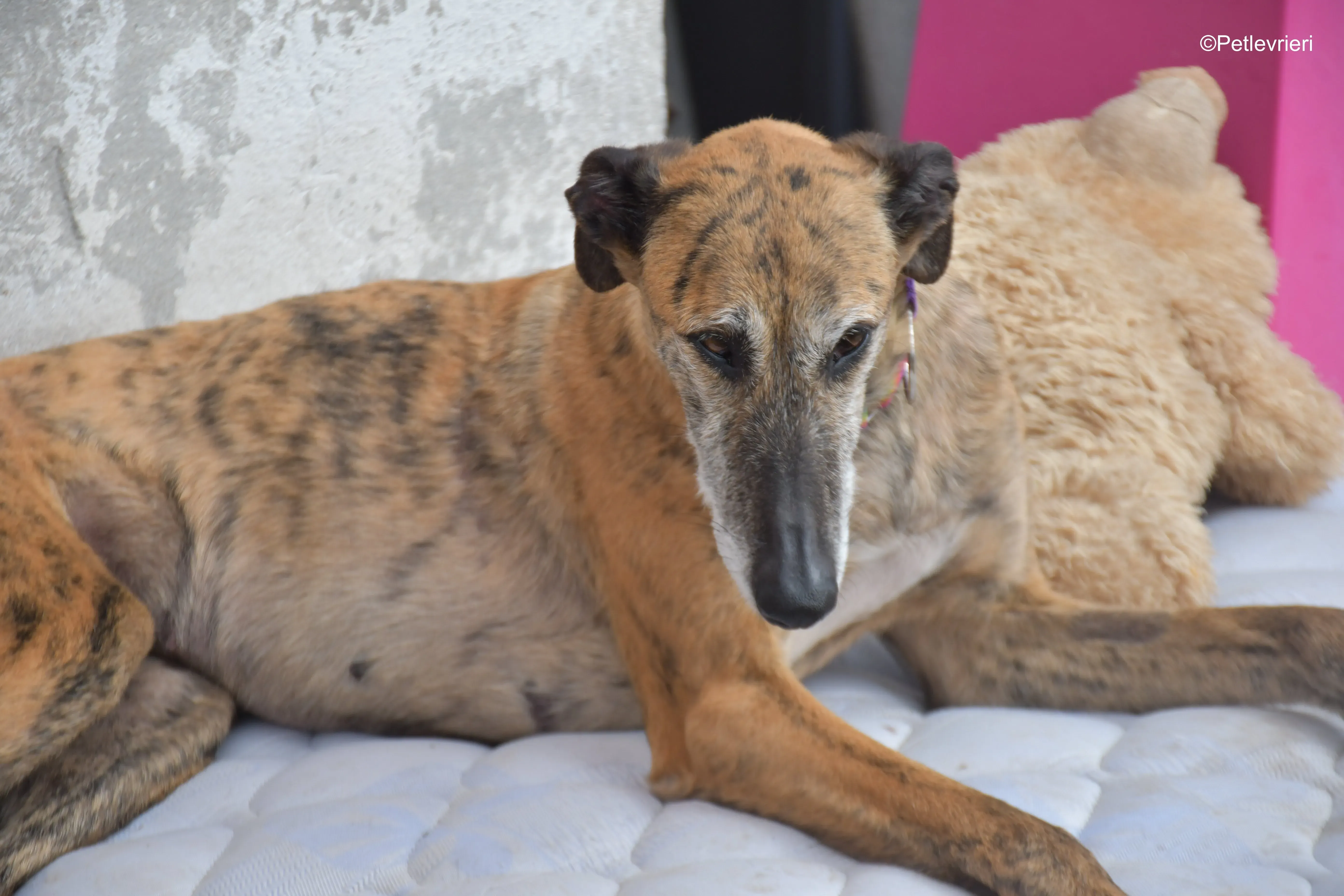 Danielle adozione lerieri galgo 14