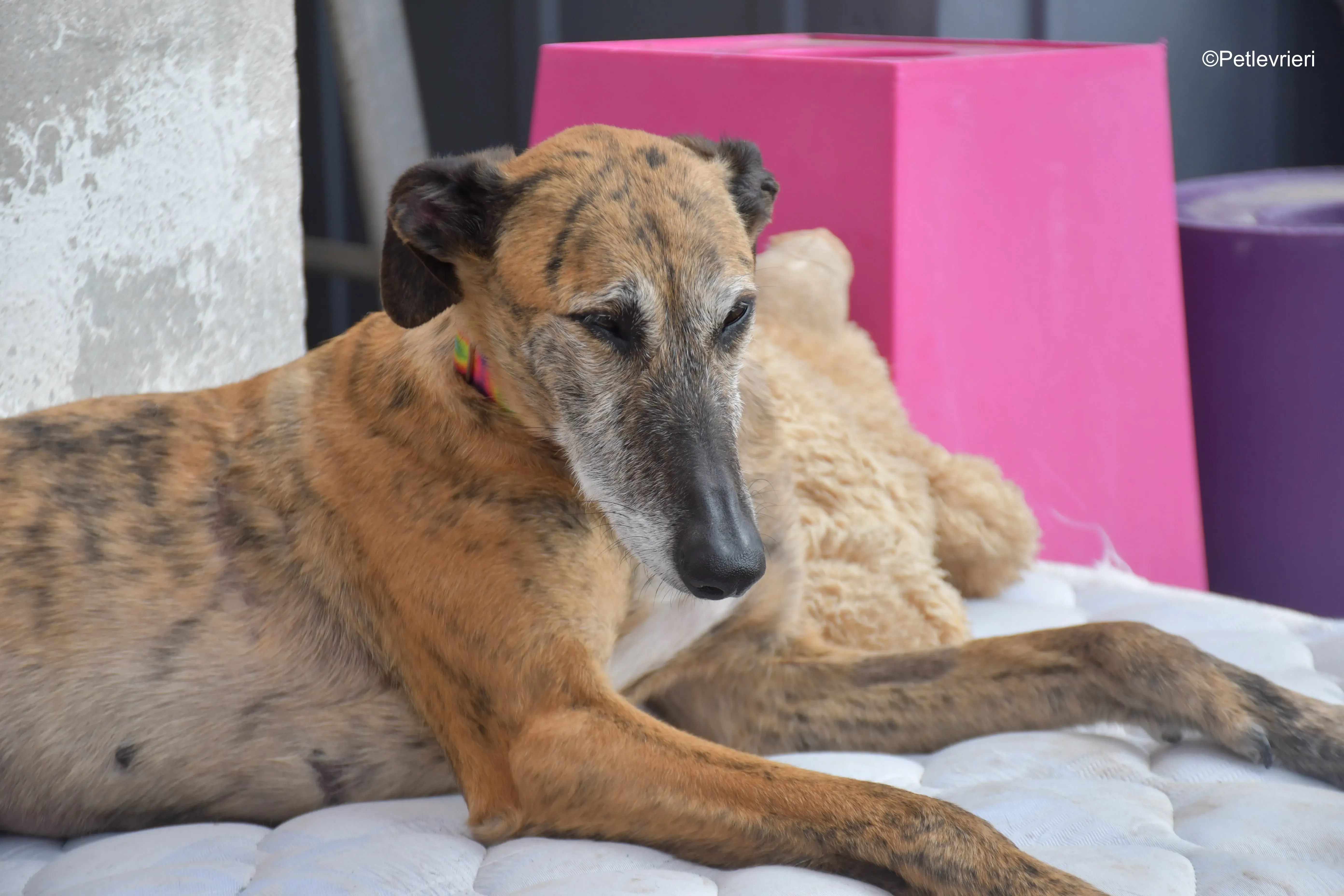 Danielle adozione lerieri galgo 15