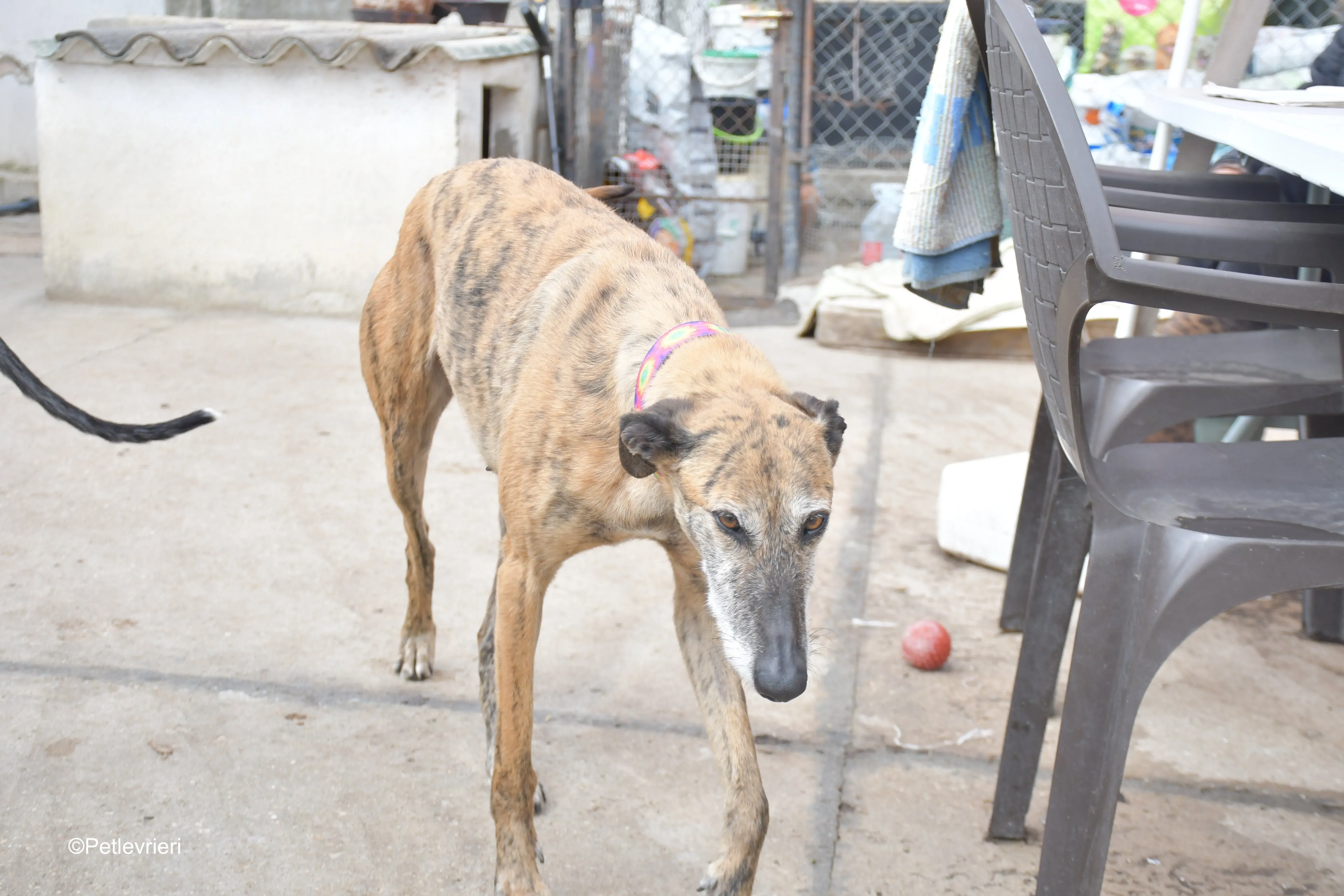 Danielle adozione lerieri galgo 2