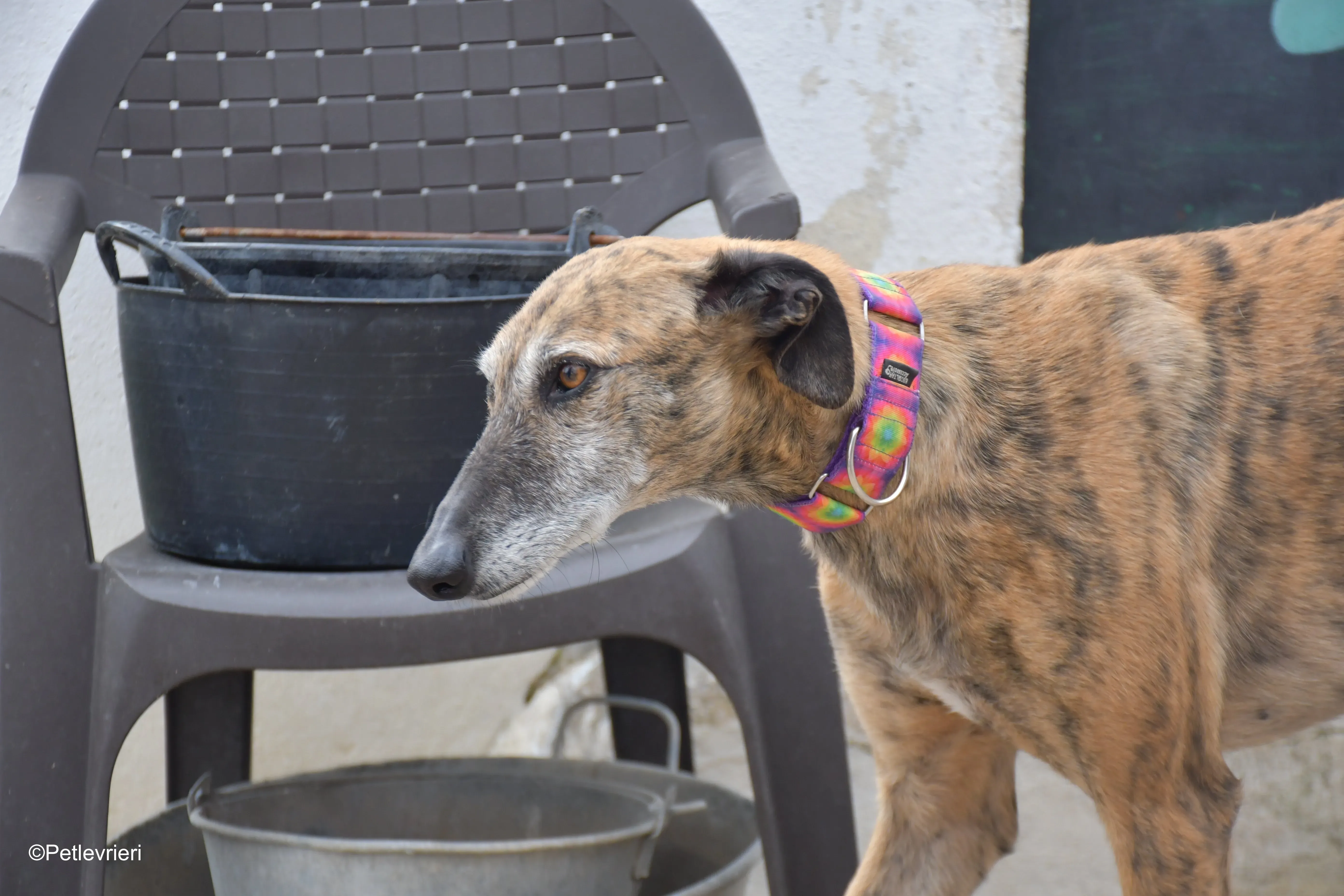 Danielle adozione lerieri galgo 3