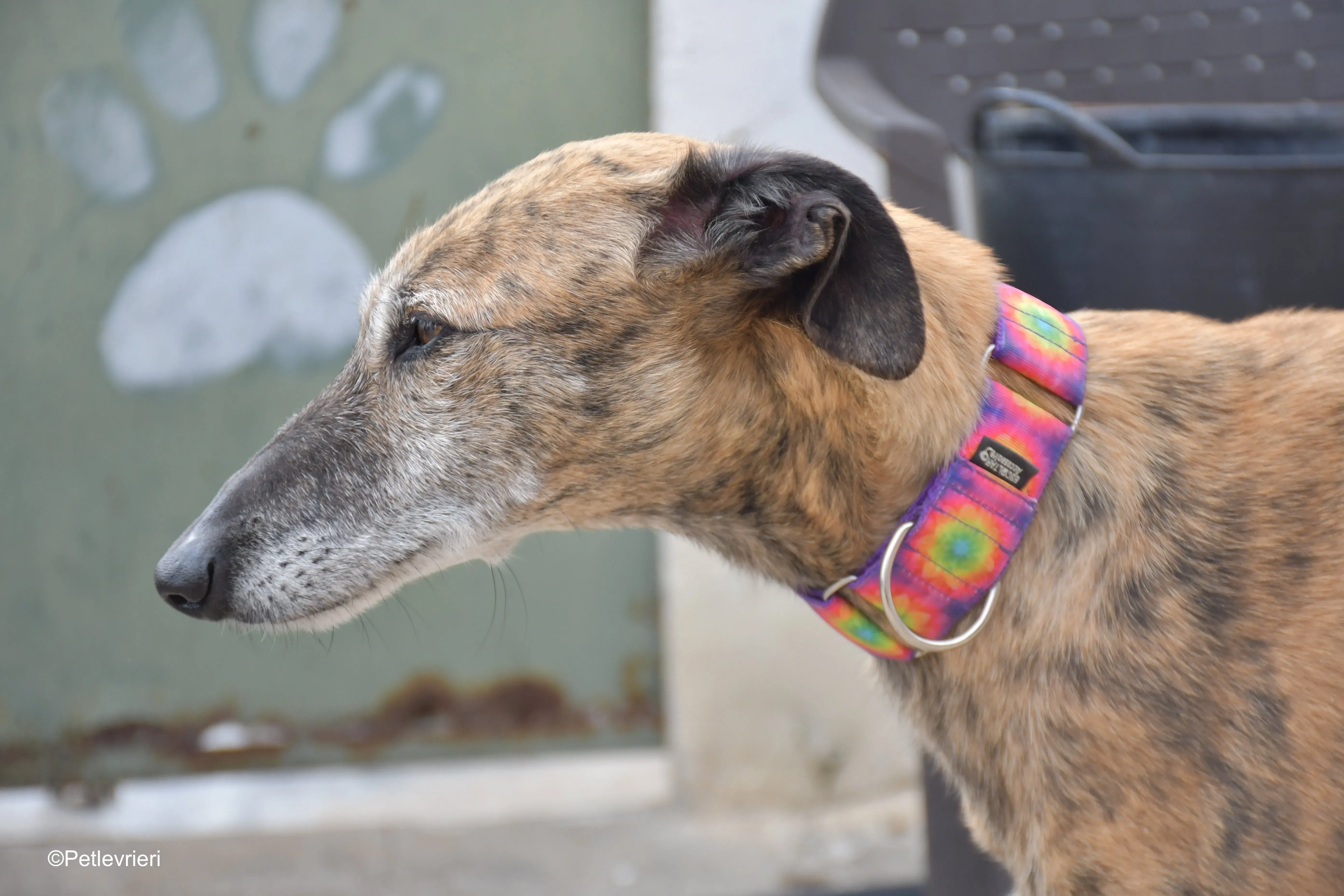 Danielle adozione lerieri galgo 4