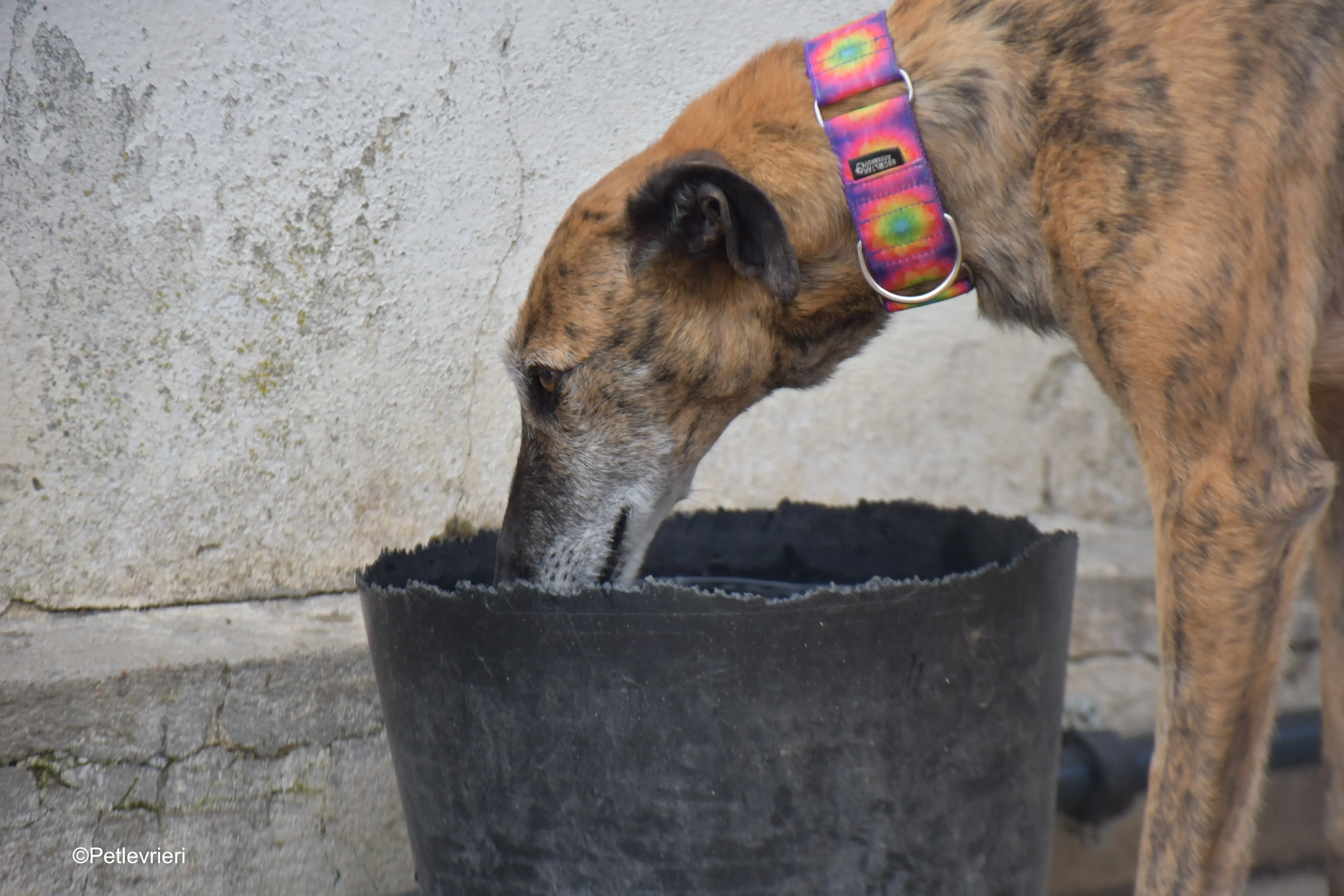 Danielle adozione lerieri galgo 5