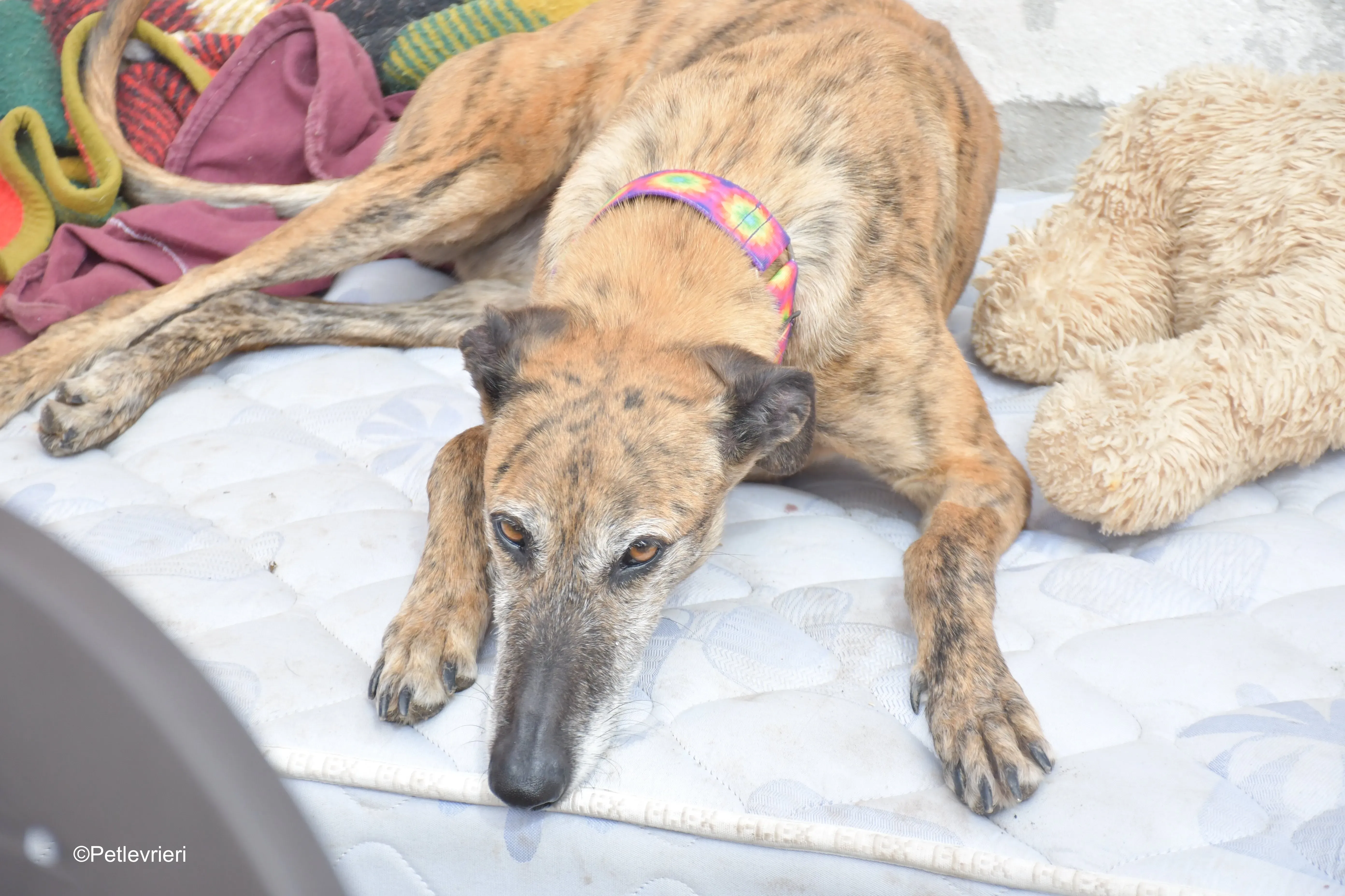 Danielle adozione lerieri galgo 6