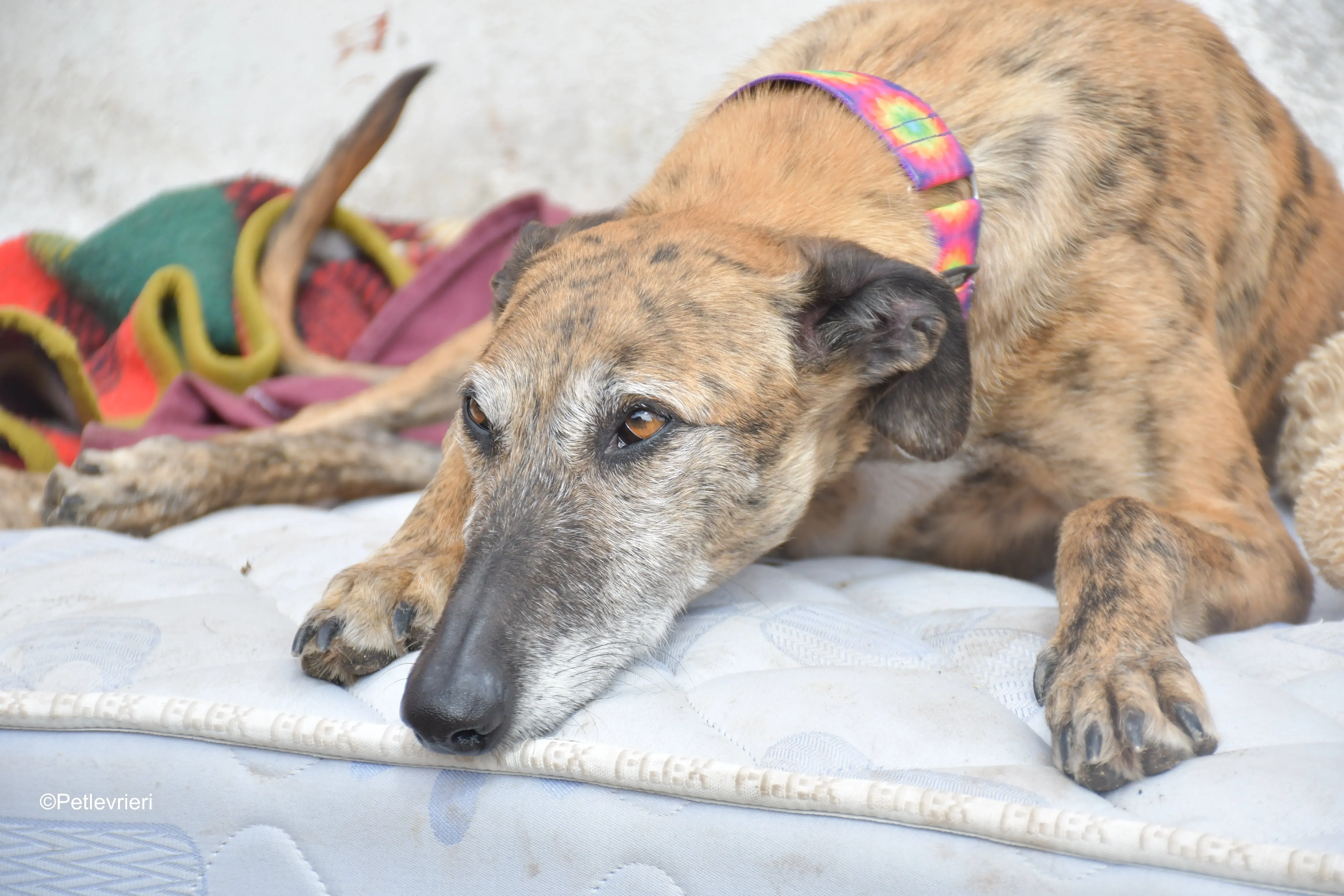 Danielle adozione lerieri galgo 7