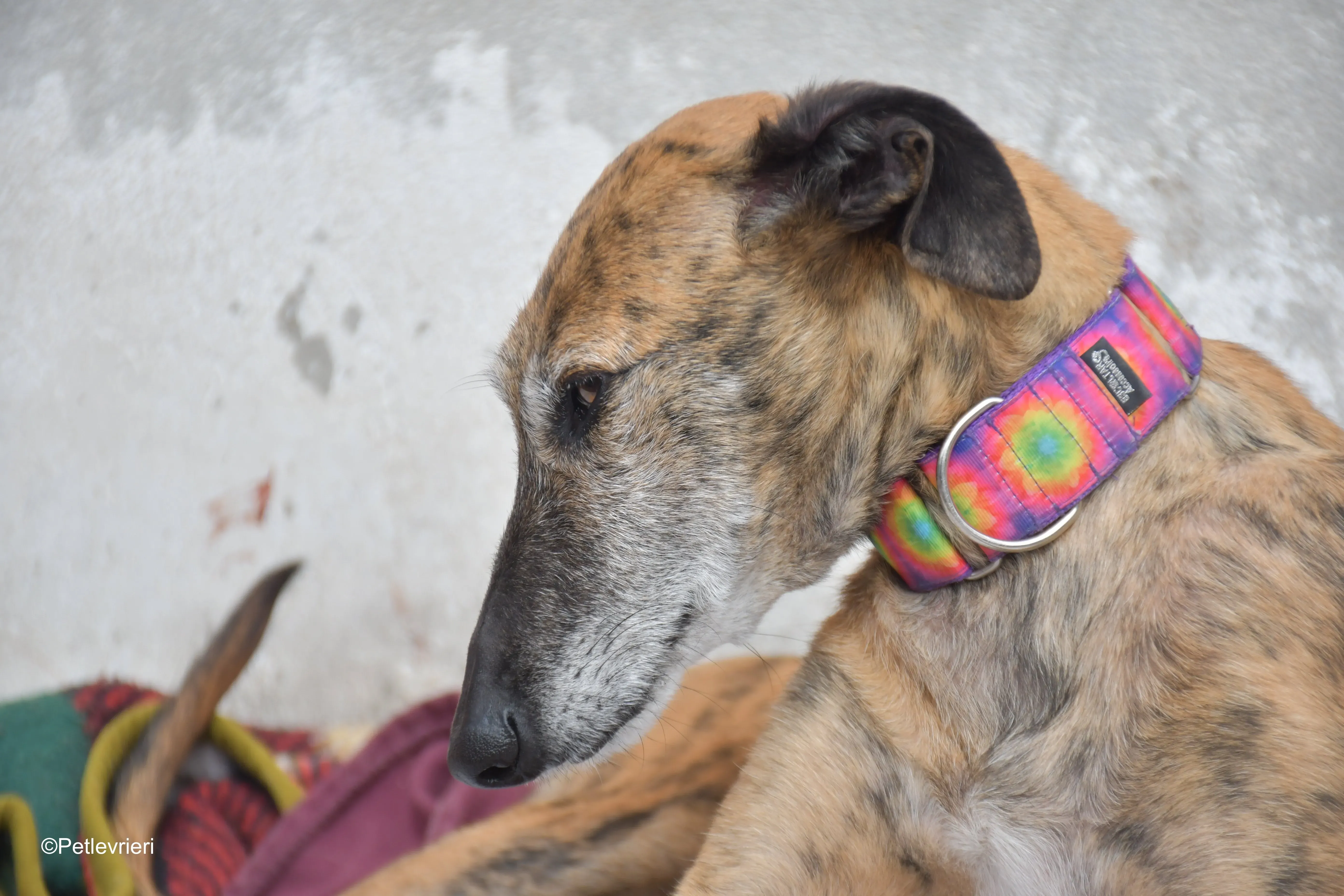 Danielle adozione lerieri galgo 8