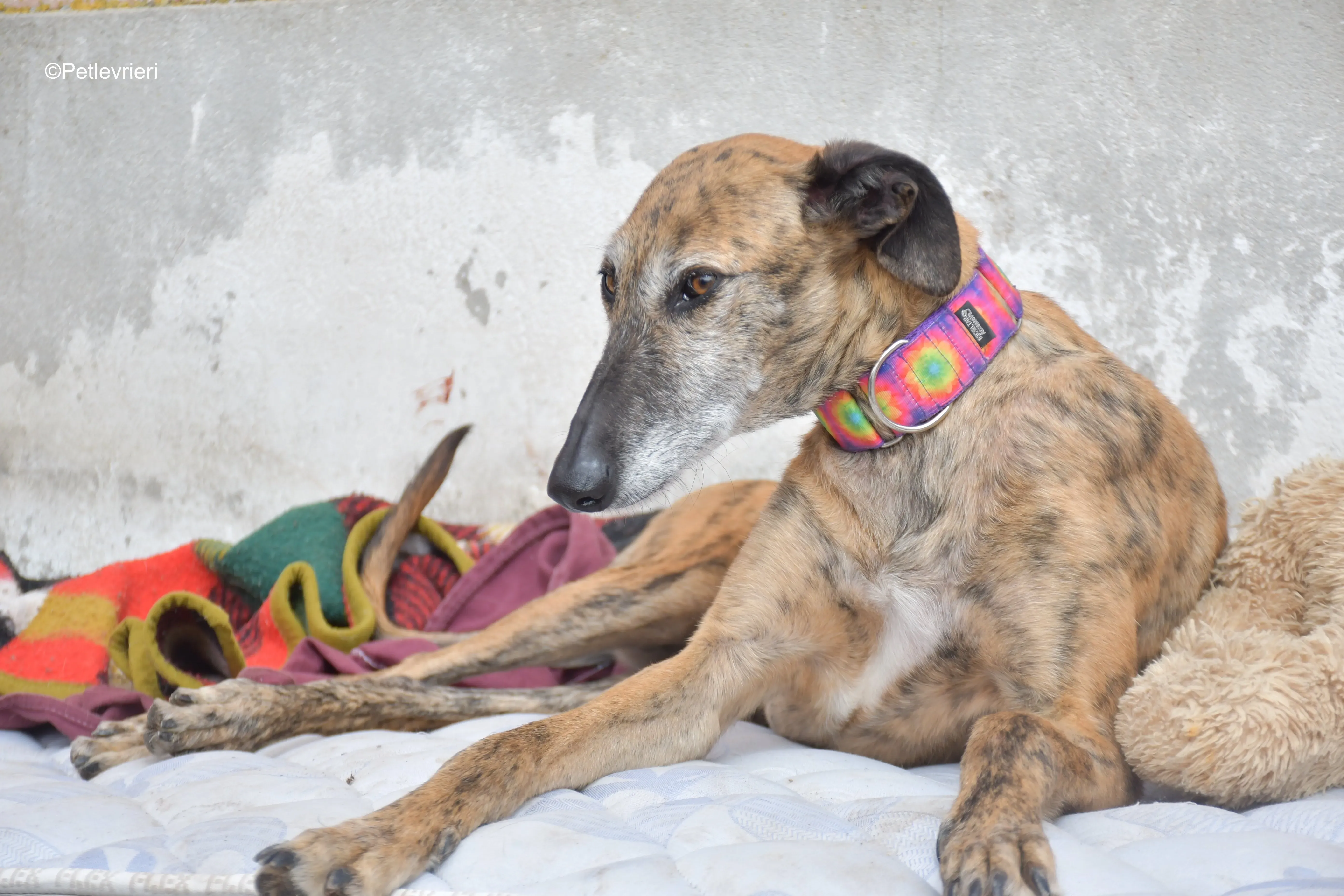 Danielle adozione lerieri galgo 9