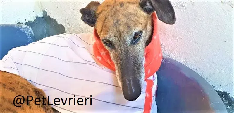 Danielle adozione levrieri galgo 01 2