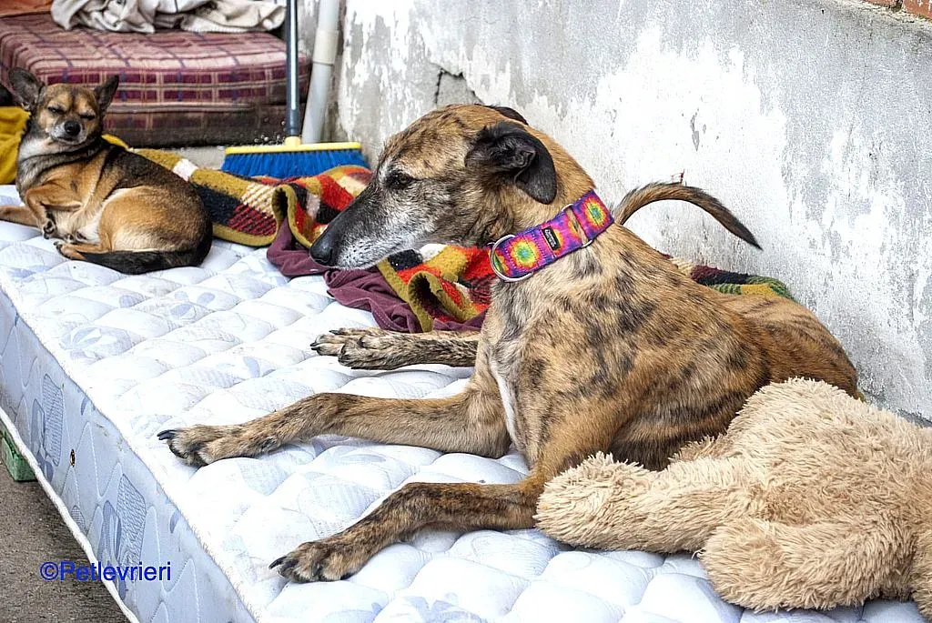 Danielle adozione levrieri galgo 01