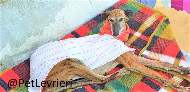 Danielle adozione levrieri galgo 02 2