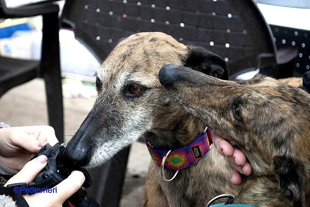 Danielle adozione levrieri galgo 02