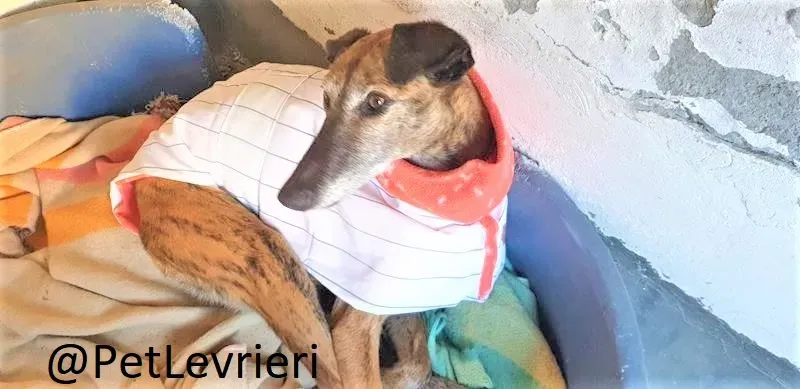 Danielle adozione levrieri galgo 03 2