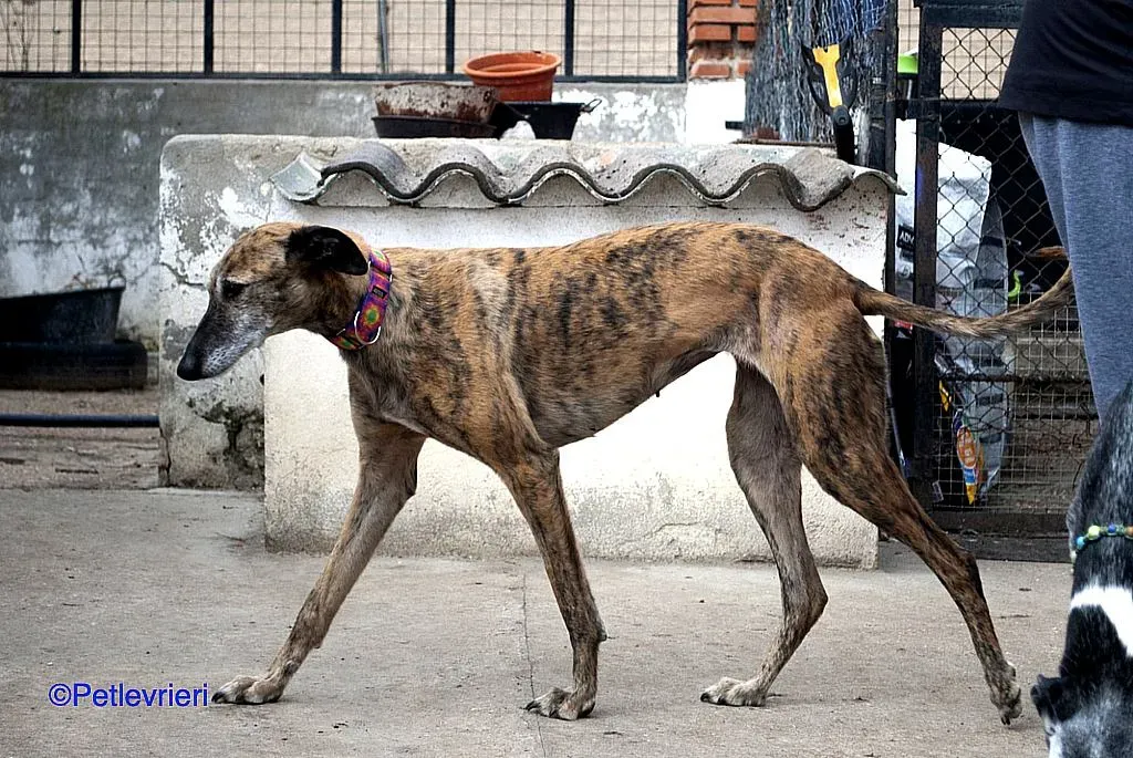 Danielle adozione levrieri galgo 03