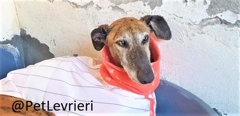 Danielle adozione levrieri galgo 04 2