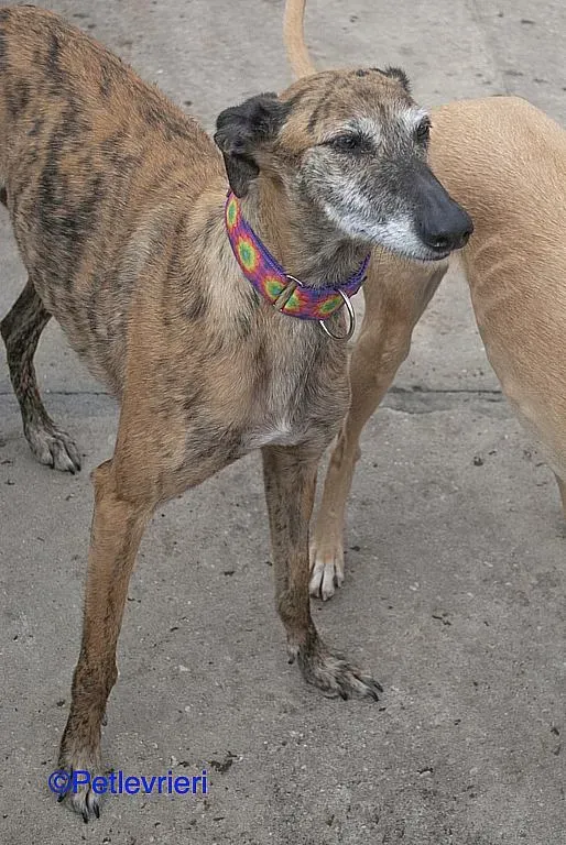 Danielle adozione levrieri galgo 04