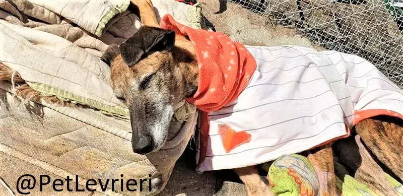 Danielle adozione levrieri galgo 05 2