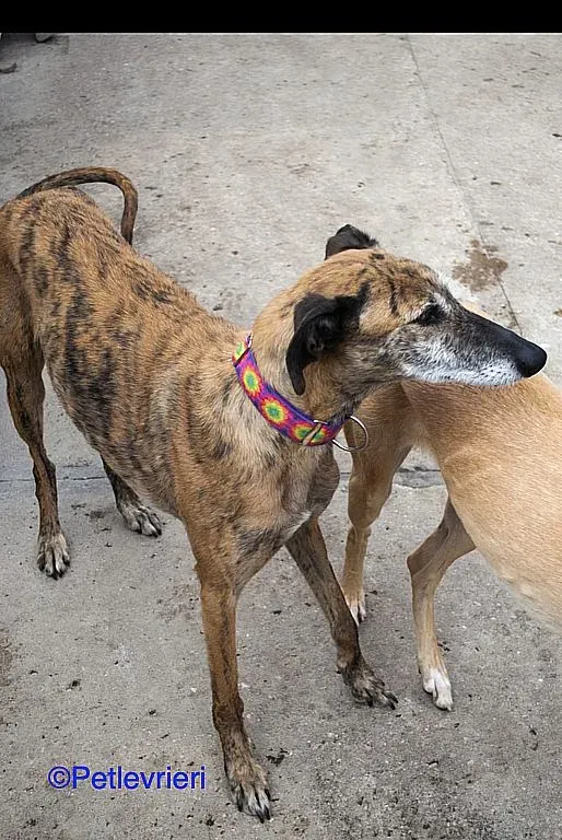 Danielle adozione levrieri galgo 05