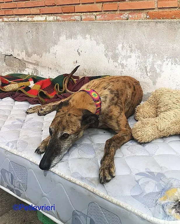 Danielle adozione levrieri galgo 06