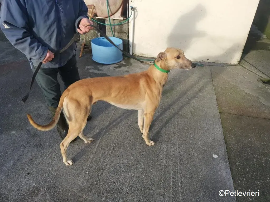 Dante adozione levrieri greyhound 1