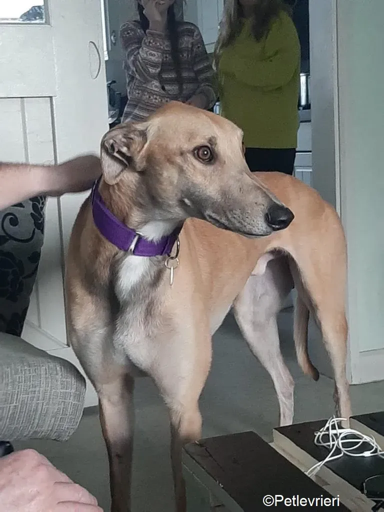 Dante adozione levrieri greyhound 10 1