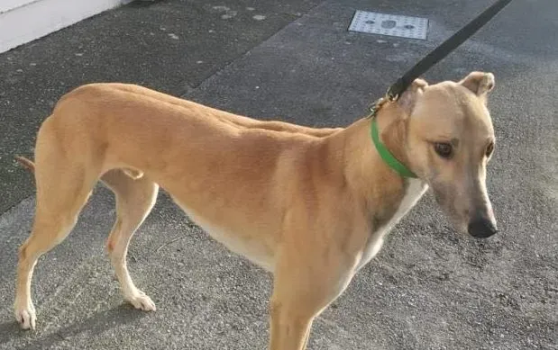 Dante adozione levrieri greyhound 2 e1610699680691