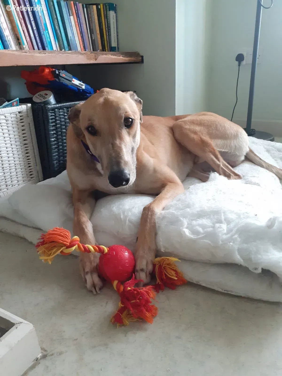 Dante adozione levrieri greyhound 3 1