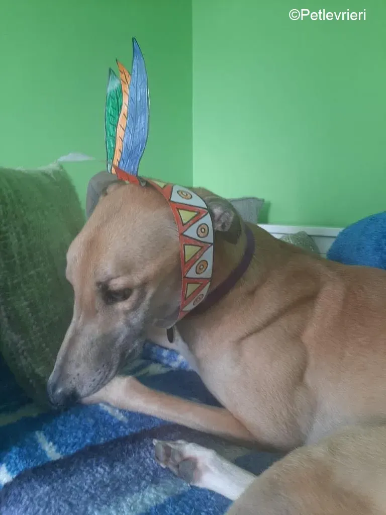 Dante adozione levrieri greyhound 4 1