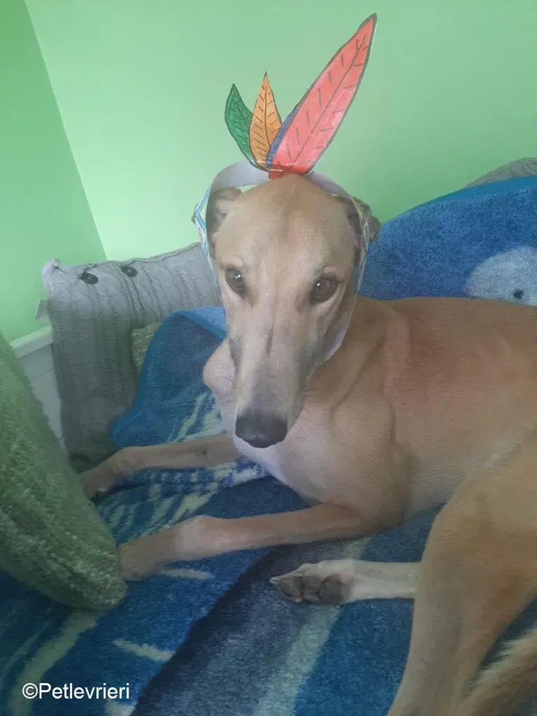 Dante adozione levrieri greyhound 5 1