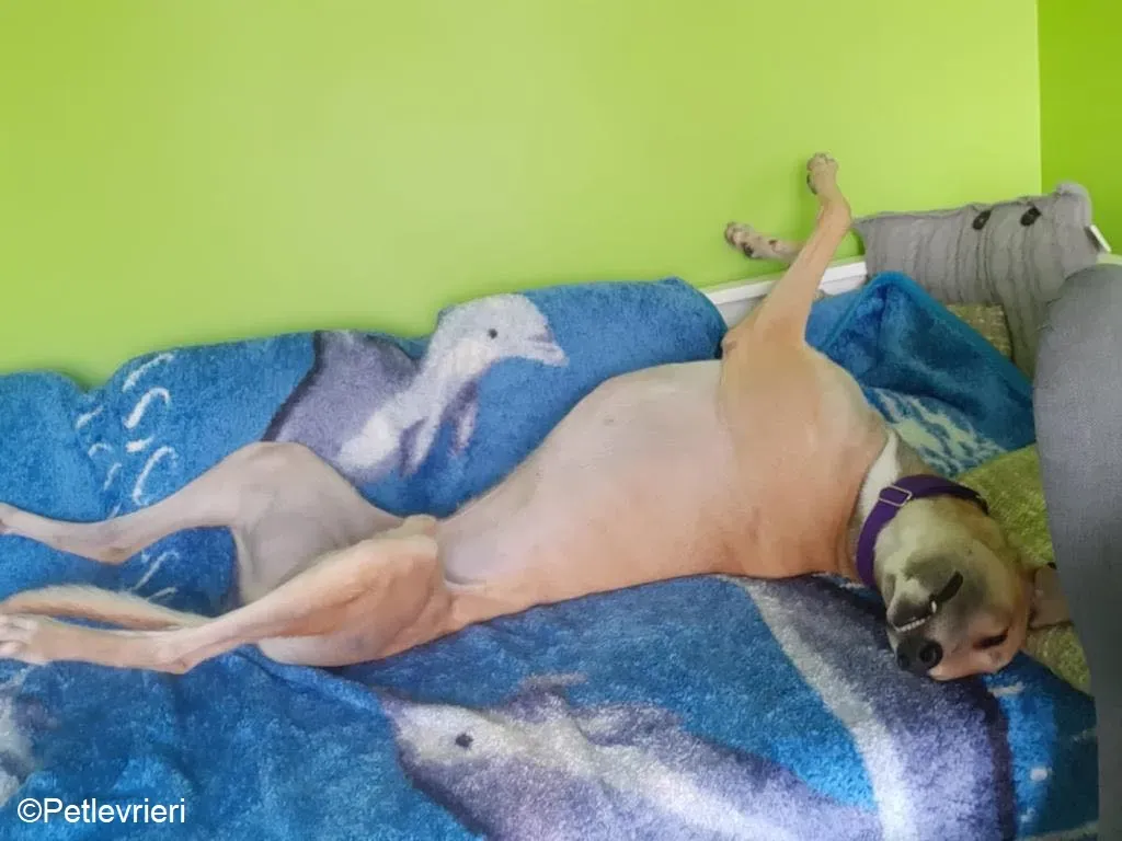 Dante adozione levrieri greyhound 6 1