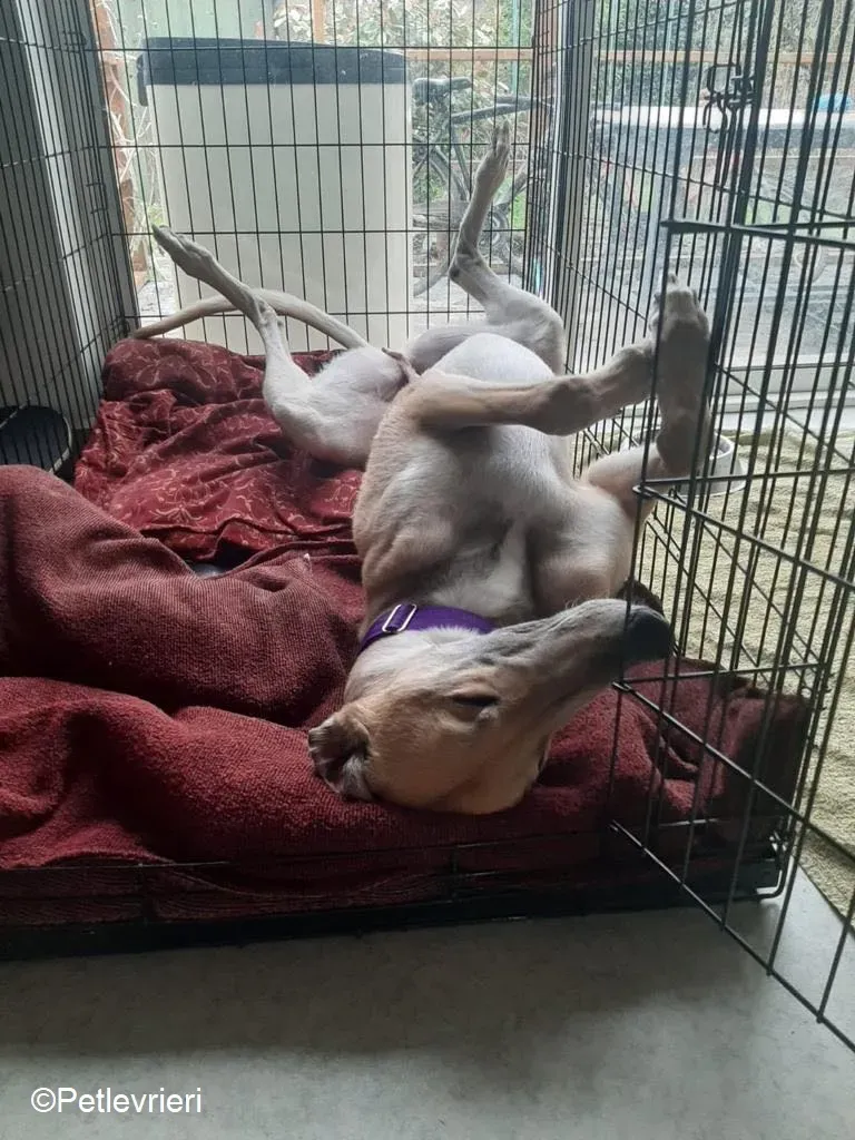 Dante adozione levrieri greyhound 7 1