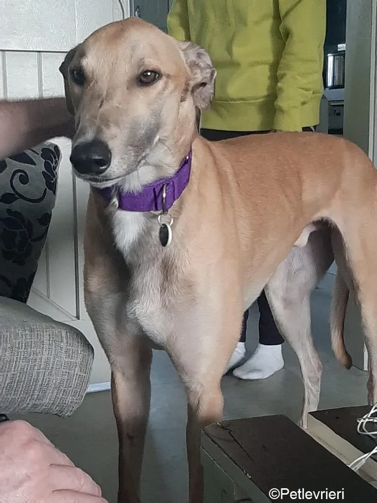 Dante adozione levrieri greyhound 8 1