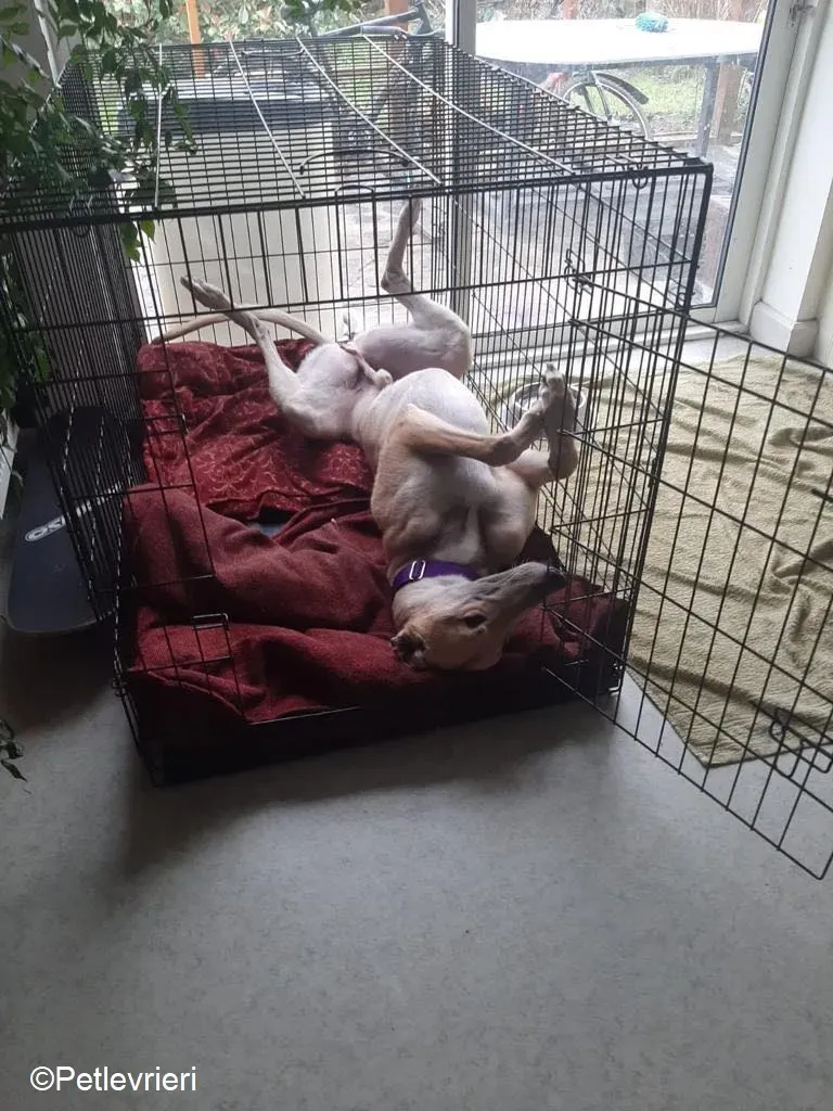 Dante adozione levrieri greyhound 9 1