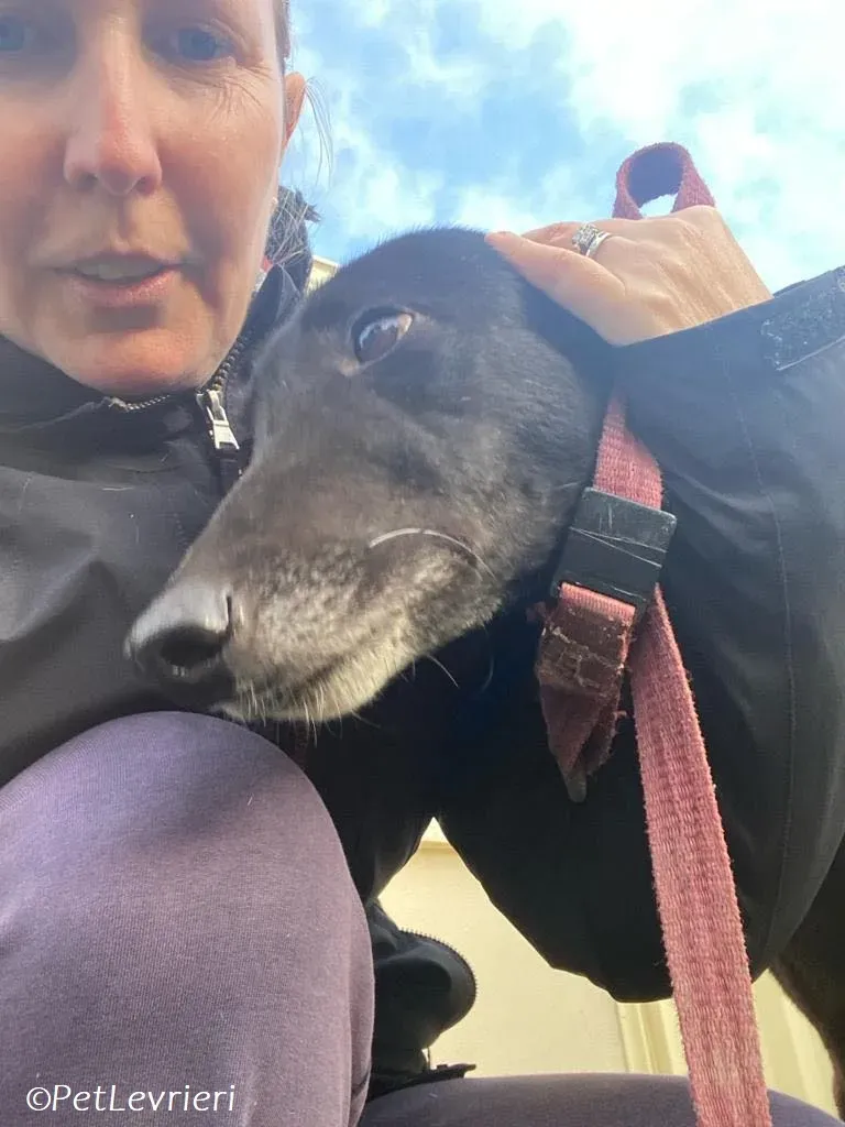 Danu adozione levrieri greyhound 1