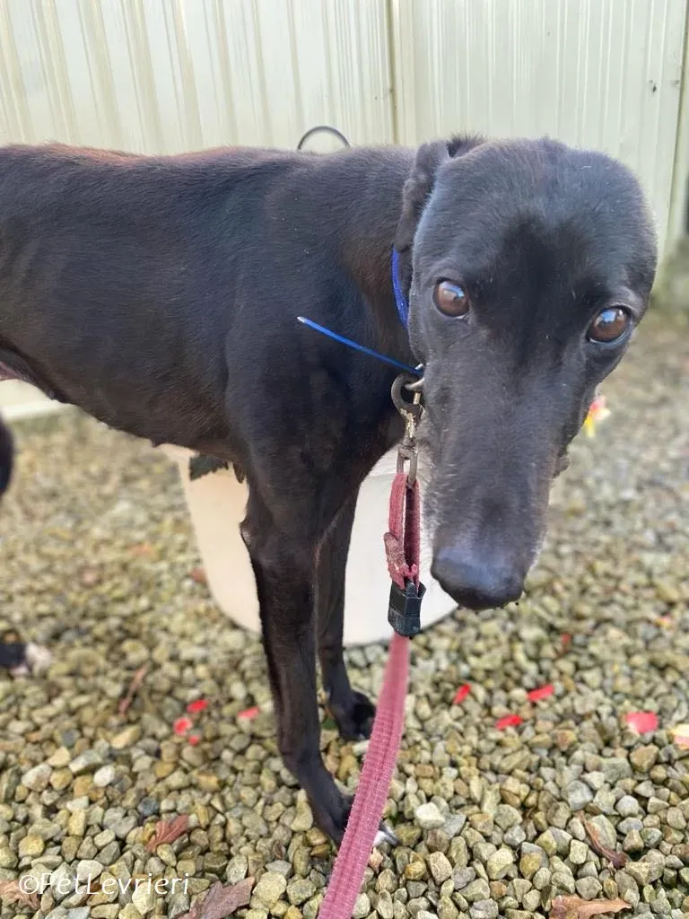 Danu adozione levrieri greyhound 10