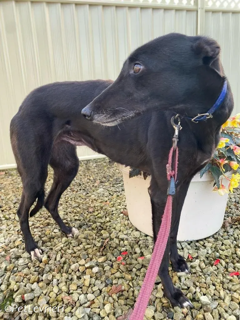 Danu adozione levrieri greyhound 12
