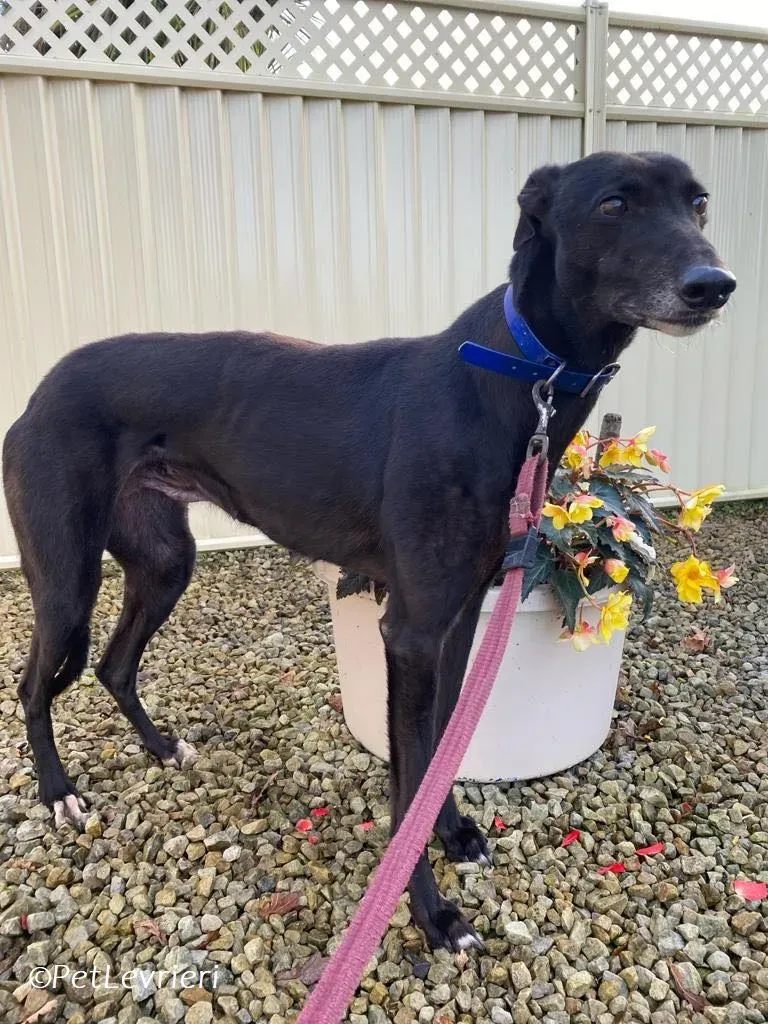 Danu adozione levrieri greyhound 13