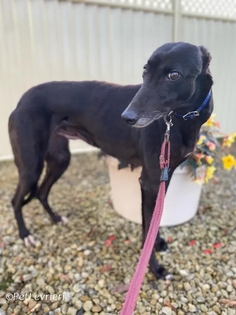 Danu adozione levrieri greyhound 15