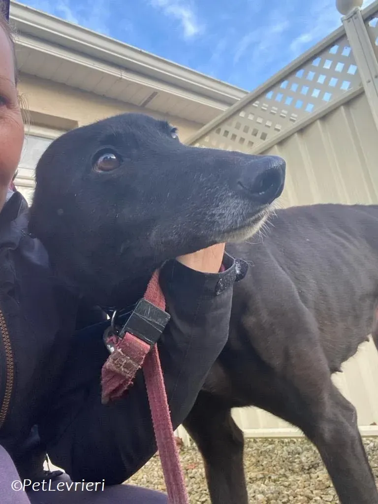 Danu adozione levrieri greyhound 2