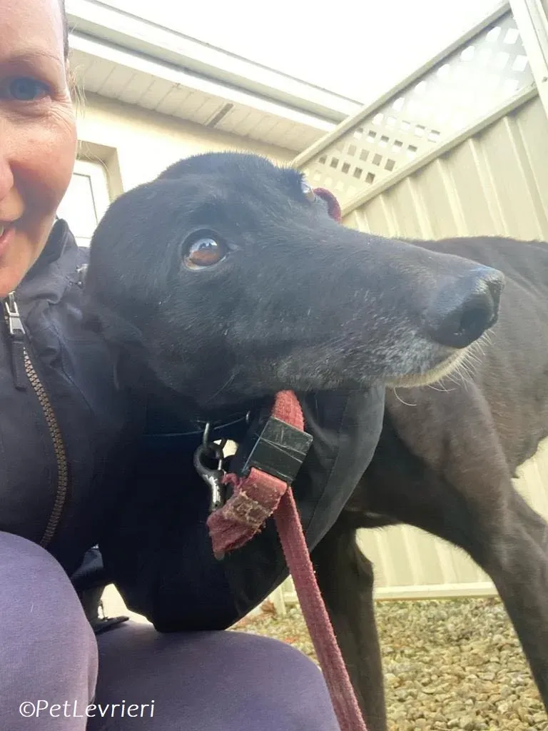 Danu adozione levrieri greyhound 3