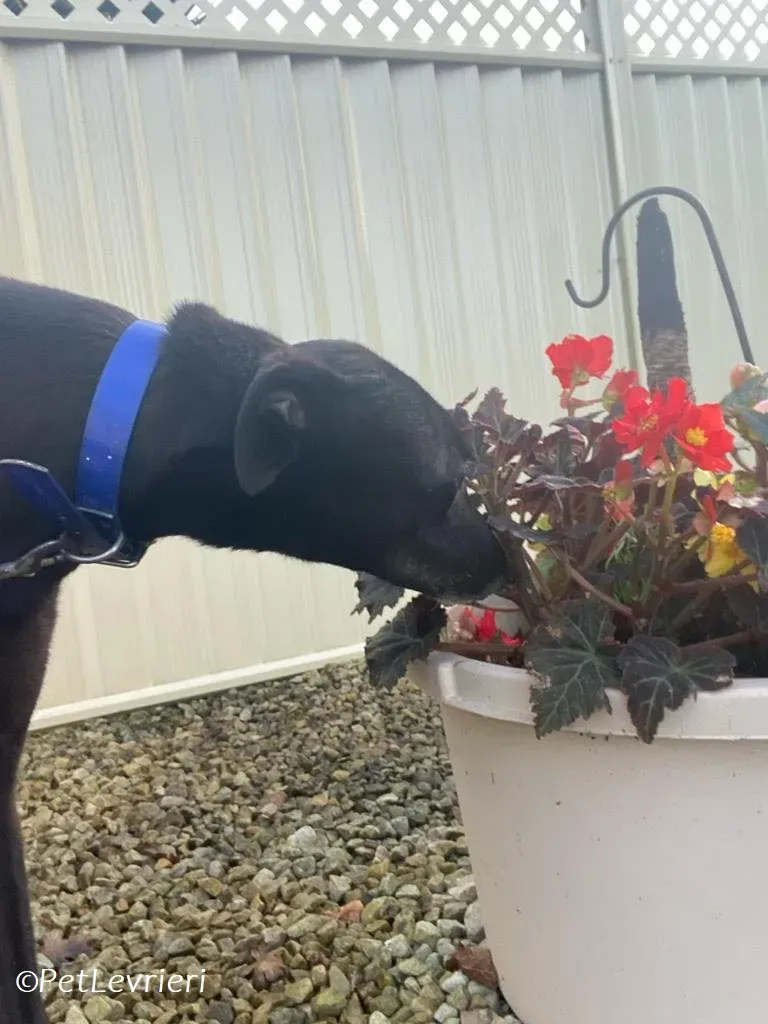 Danu adozione levrieri greyhound 4