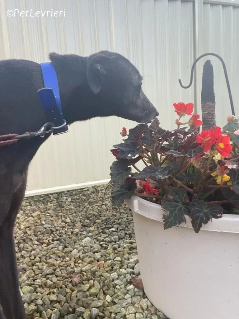 Danu adozione levrieri greyhound 5